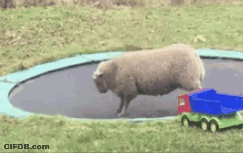Big Sheep Jumping On A Trampoline GIF