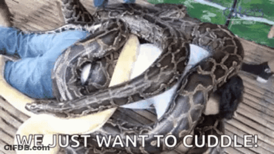 Big Snakes On A Plane GIF