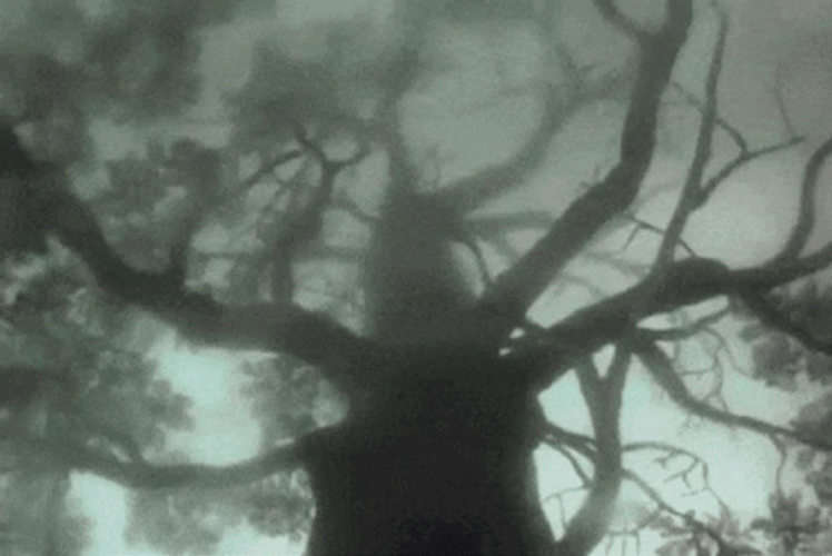Big Tree Dark Aesthetic GIF