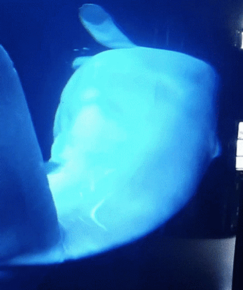 Big Tummy Beluga Just Chilling GIF