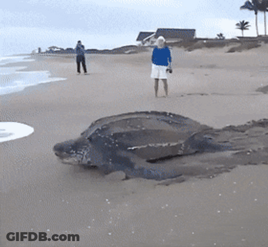 Big Turtle Going Back To Ocean GIF