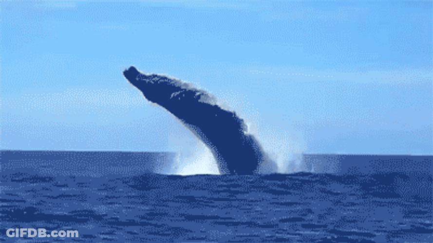 Big Whale Splash GIF