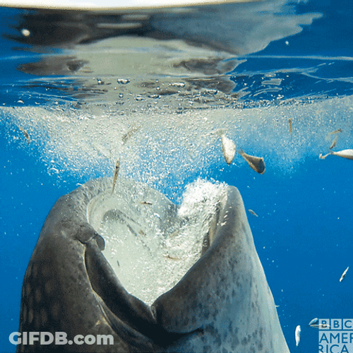 Big Whale Swallow Fishes Gulp GIF