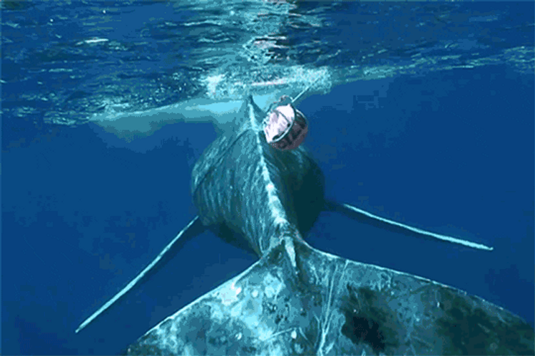 Big Whale Tail GIF
