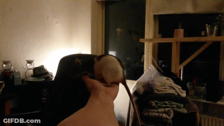 Big White And Black Mouse GIF