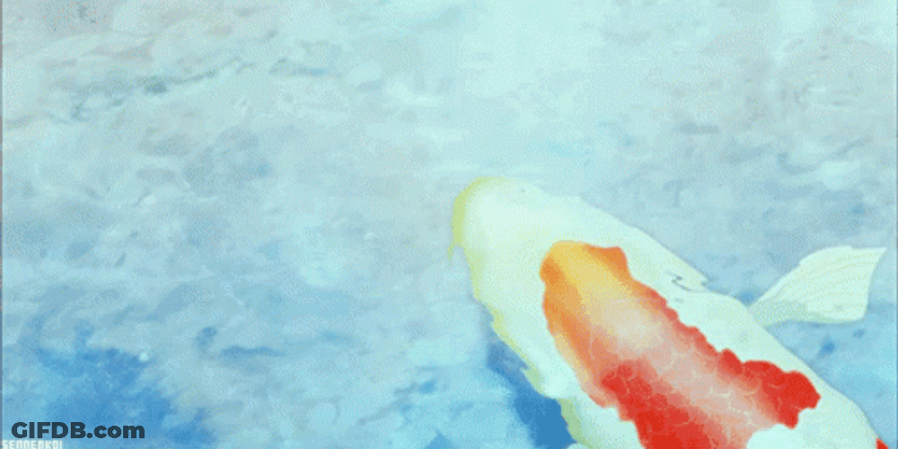 Big White Koi Fish Swimming GIF
