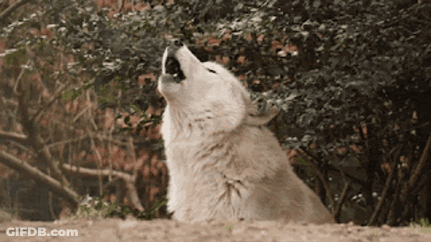 Big White Wolf Howling Longer GIF