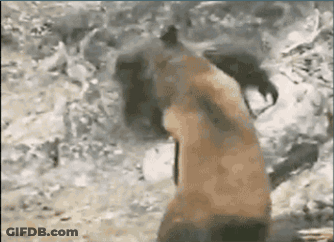 Bigfoot Fighting With A Bear GIF
