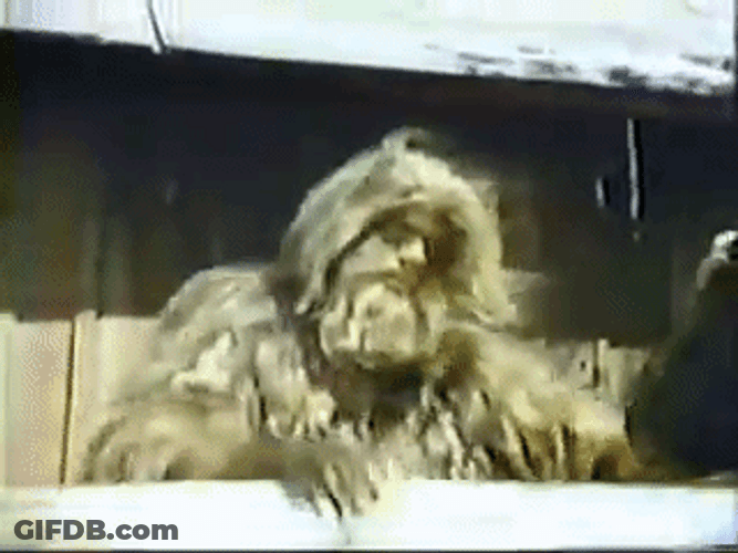 Bigfoot Versus Wildboy GIF