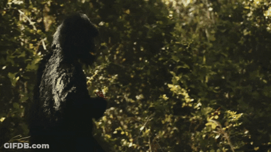 Bigfoot Walking In The Forest GIF
