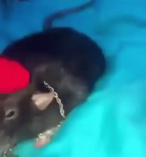 Biggie Cheese Laying In Bed GIF