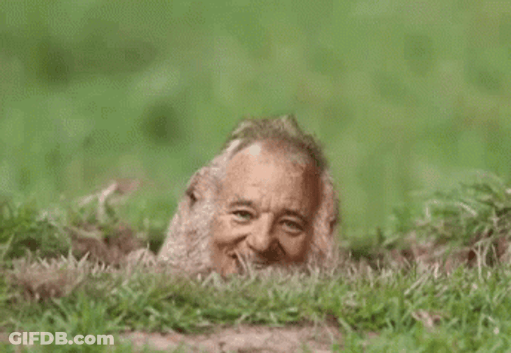 Bill Murray Groundhog GIF