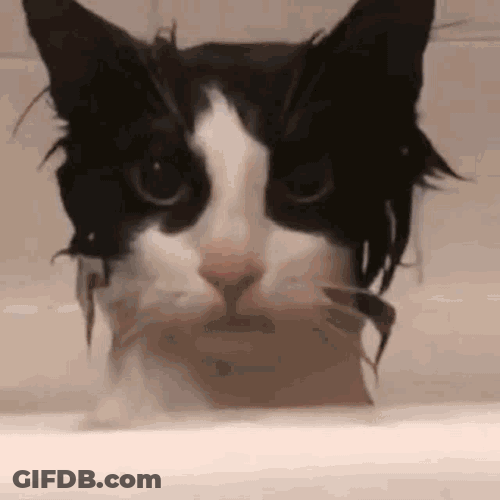 Billzo Drenched Cat Billzo Cat GIF