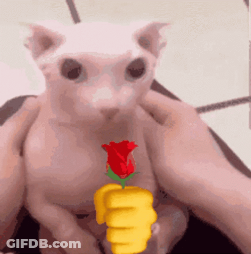 Bingus GIF