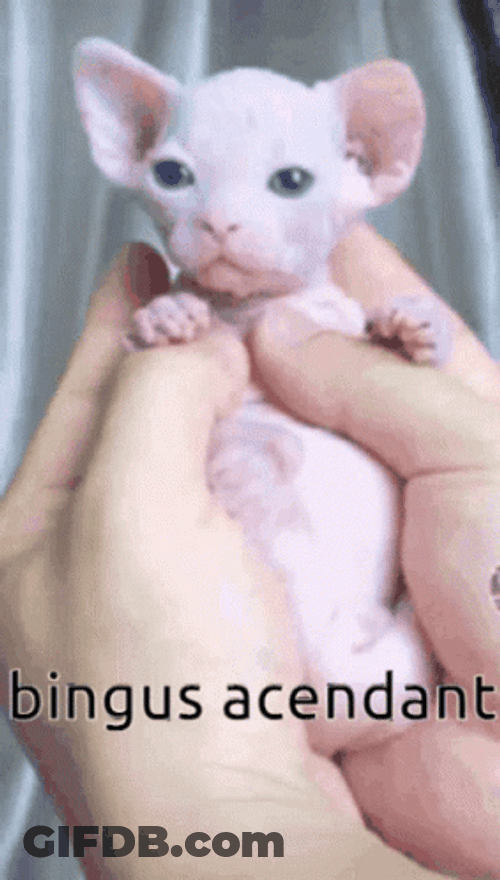 Bingus Ascendant Cute Sphynx Cat GIF