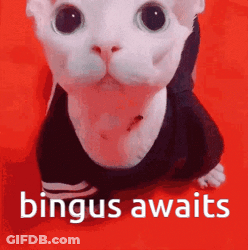 Bingus Awaits Cute Sphynx Cat GIF