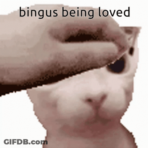 Bingus Being Loved Sphynx Cat GIF