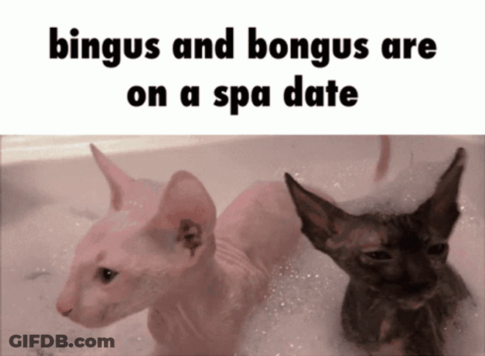 Bingus Bongus Sphinx Cat Spa Date GIF