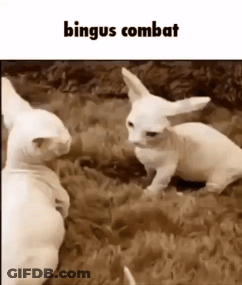 Bingus Combat Sphynx Cat Fight GIF