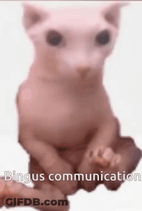 Bingus Communication Sphynx Cat GIF