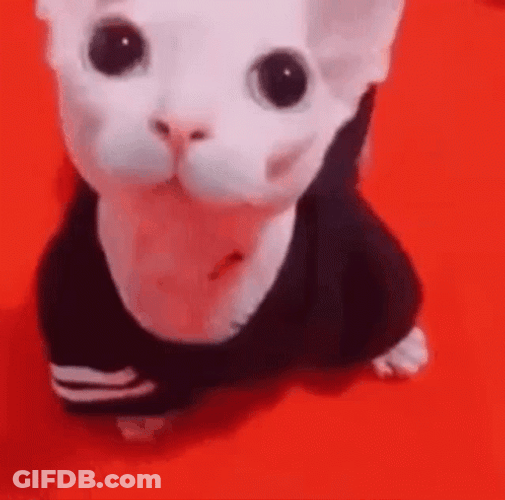 Bingus Costume Cat Wink GIF