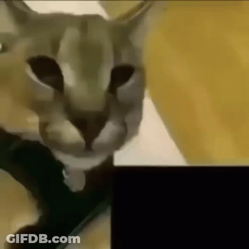 Bingus Cougar Rawr GIF