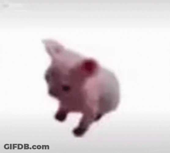 Bingus Cute Meme Sphynx Cat GIF