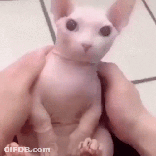 Bingus GIF