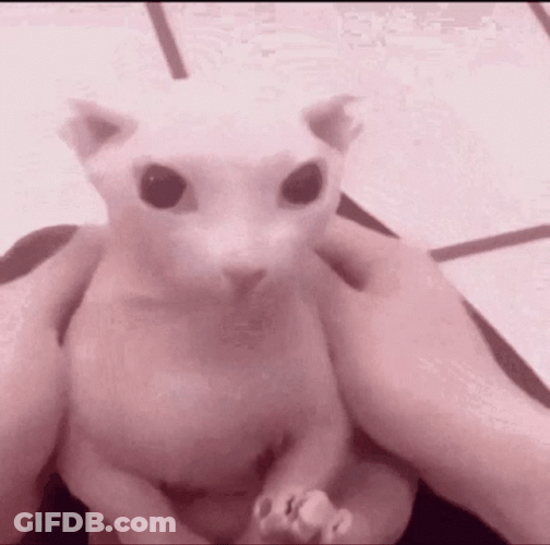 Bingus Prank Surprised Sphynx Cat GIF