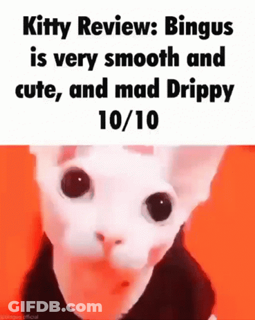 Bingus Sphynx Cat Cute Kitty GIF
