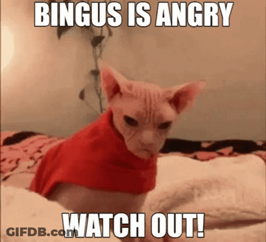 Bingus Sphynx Cat Is Scary Watch Out GIF