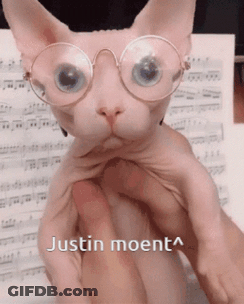 Bingus Sphynx Cat Justin Moment GIF