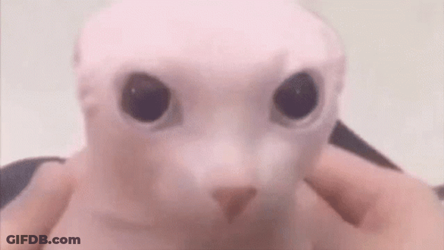 Bingus Sphynx Cat Kpop GIF