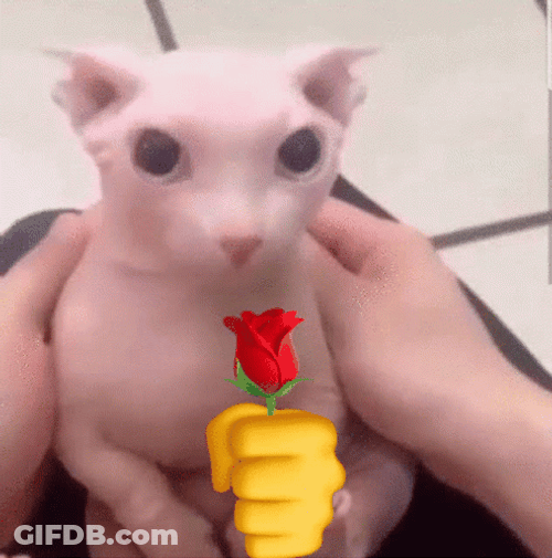 Bingus Sphynx Cat Rose For You GIF