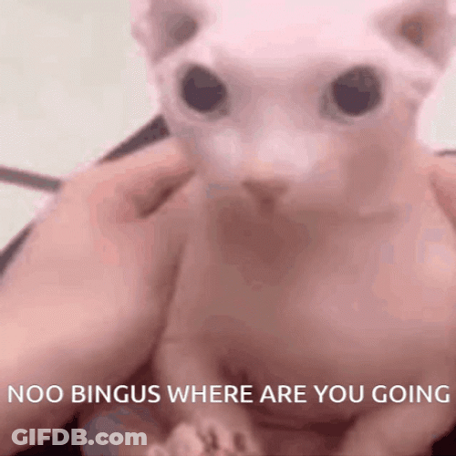 Bingus Sphynx Cat Where Are You Going GIF