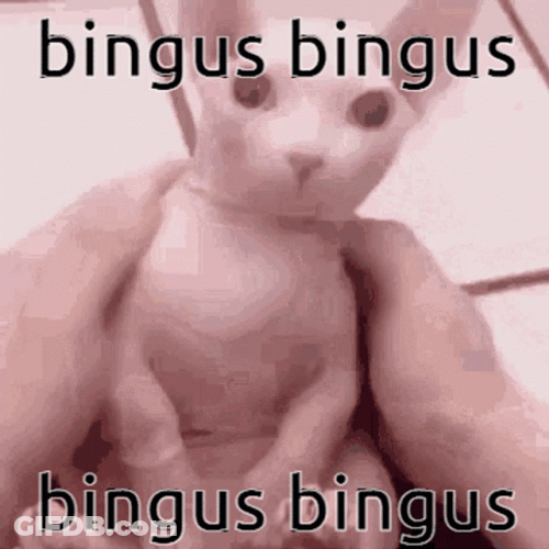 Bingus Sphynx Pet Cat GIF