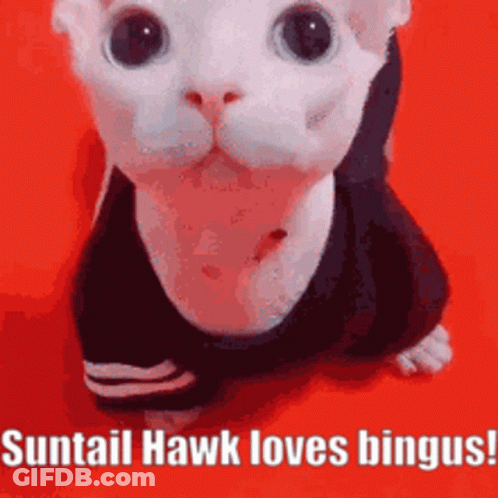 Bingus Suntail Hawk GIF