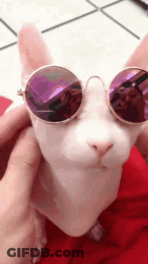 Bingus GIF