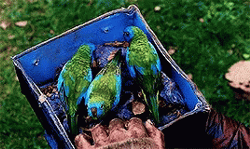 Bird Box That Showed GIF