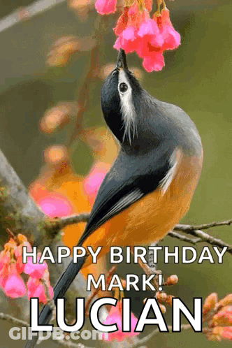 Bird Branch Pink Flowers Happy Birthday Mark Lucian GIF