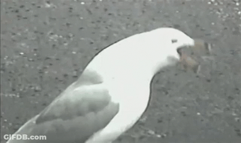 Bird Choking On Sausage GIF