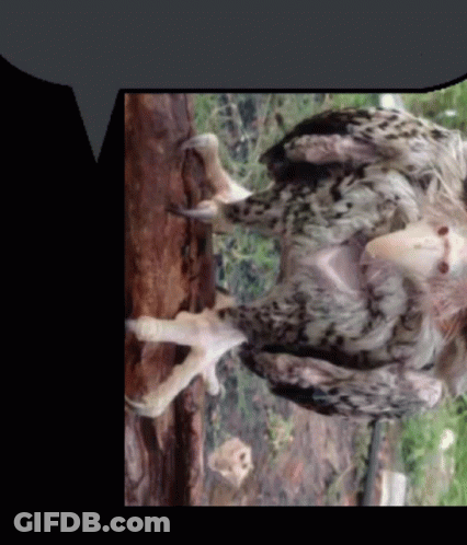Bird Claws And Feathers GIF