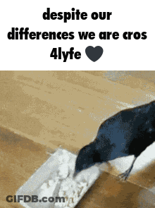 Bird Despite Our Differences We Are Cross 4Lyfe GIF