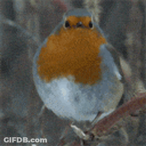 Bird European Robin GIF