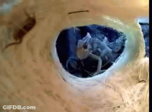 Bird Eye Close Up With Hole GIF