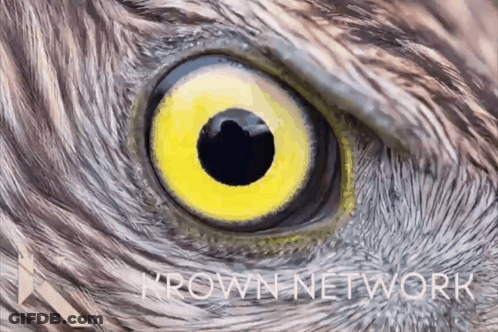 Bird Eye With Thrown Network GIF