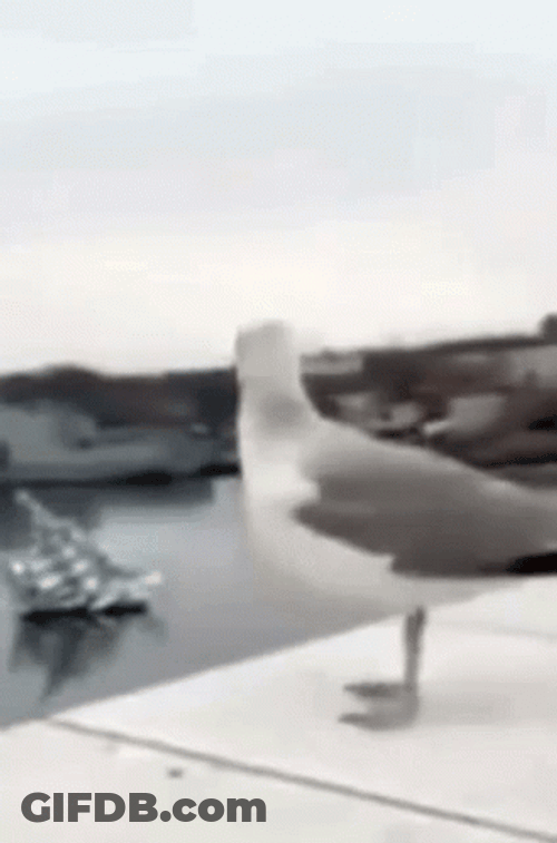 Bird Fall Fails GIF