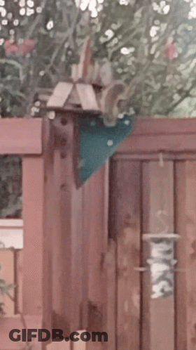Bird Feeder On Wooden Fence Saying Peace GIF