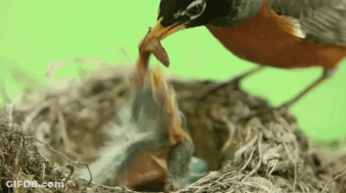 Bird Feeding Baby Bird In Nest GIF