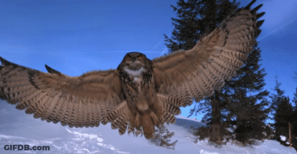 Bird Flying At Night GIF